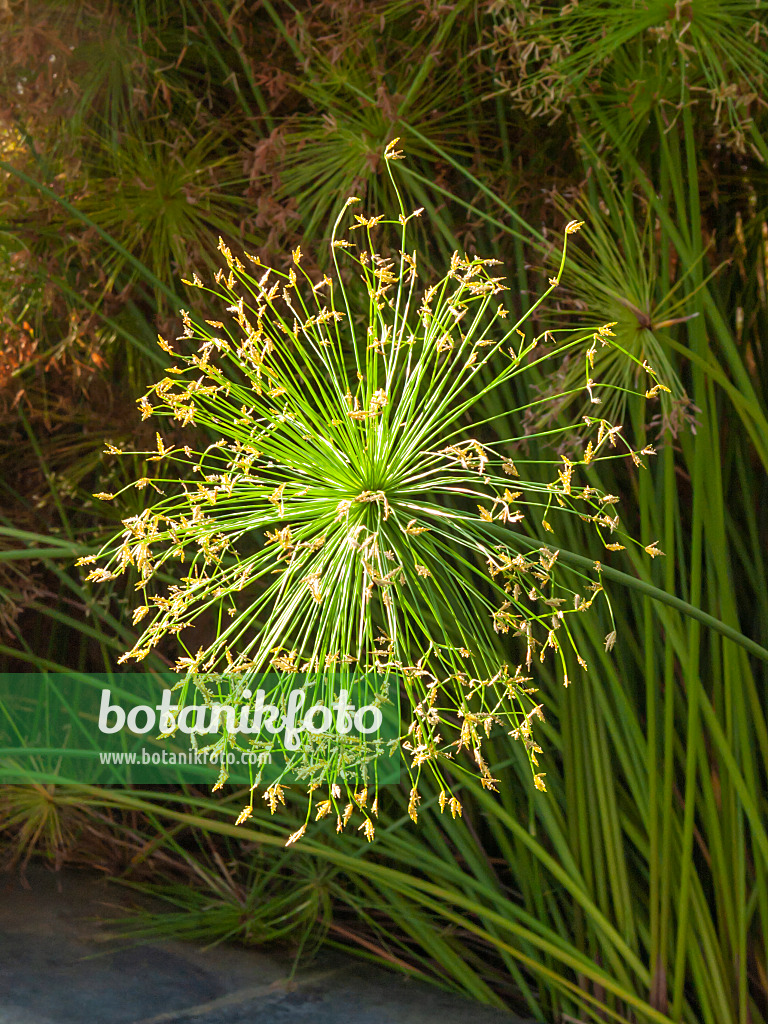 406053 - Dwarf papyrus (Cyperus prolifer)