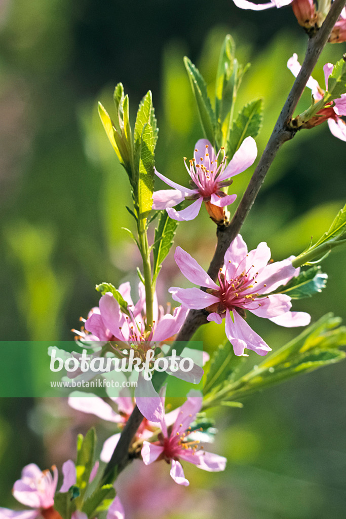 364035 - Dwarf Russian almond (Prunus tenella)