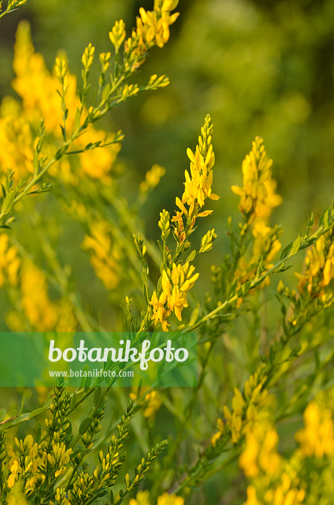 497188 - Dyer's broom (Genista tinctoria)