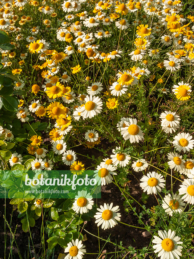 403042 - Dyer's chamomile (Anthemis tinctoria 'E.C. Buxton' syn. Cota tinctoria 'E.C. Buxton')