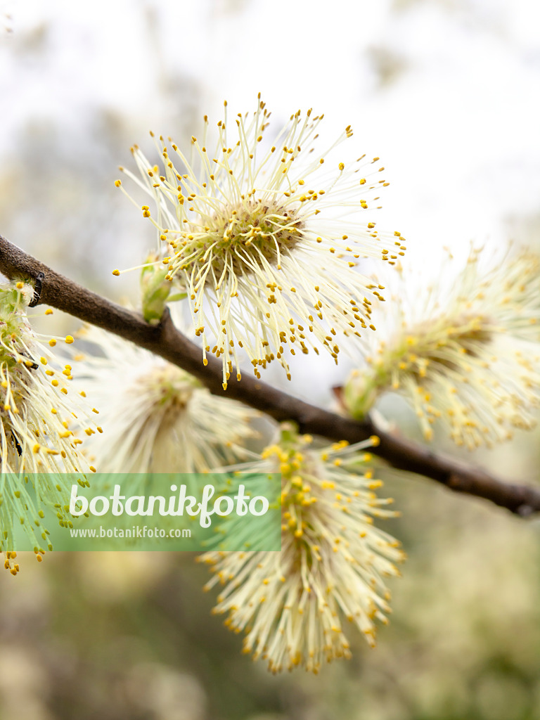 436249 - Eared willow (Salix aurita)