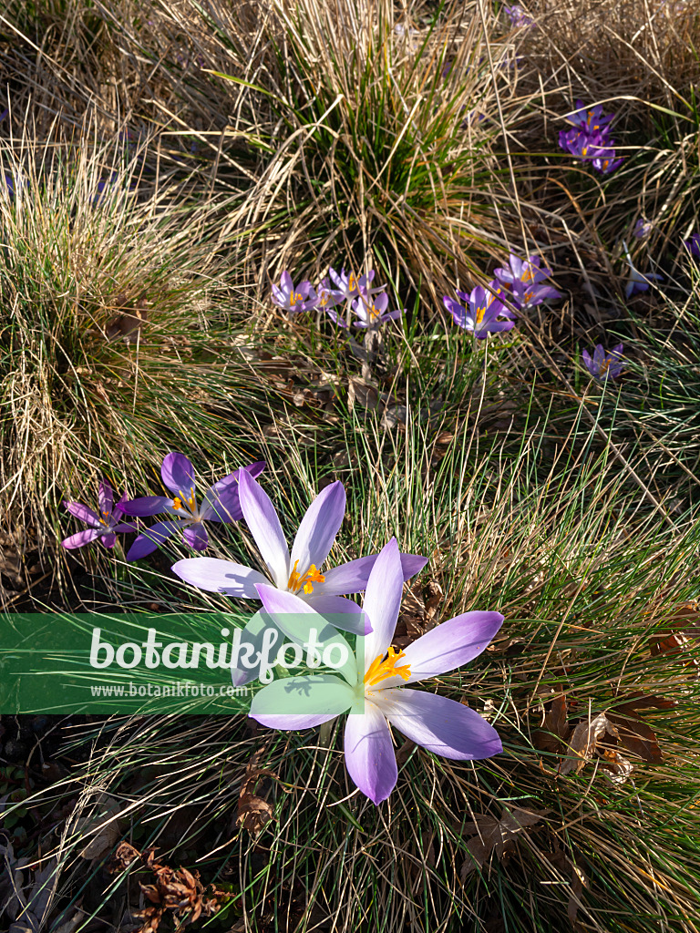 457011 - Early crocus (Crocus tommasinianus)