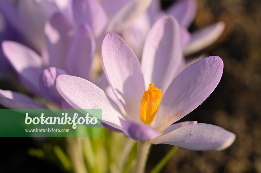 494056 - Early crocus (Crocus tommasinianus)