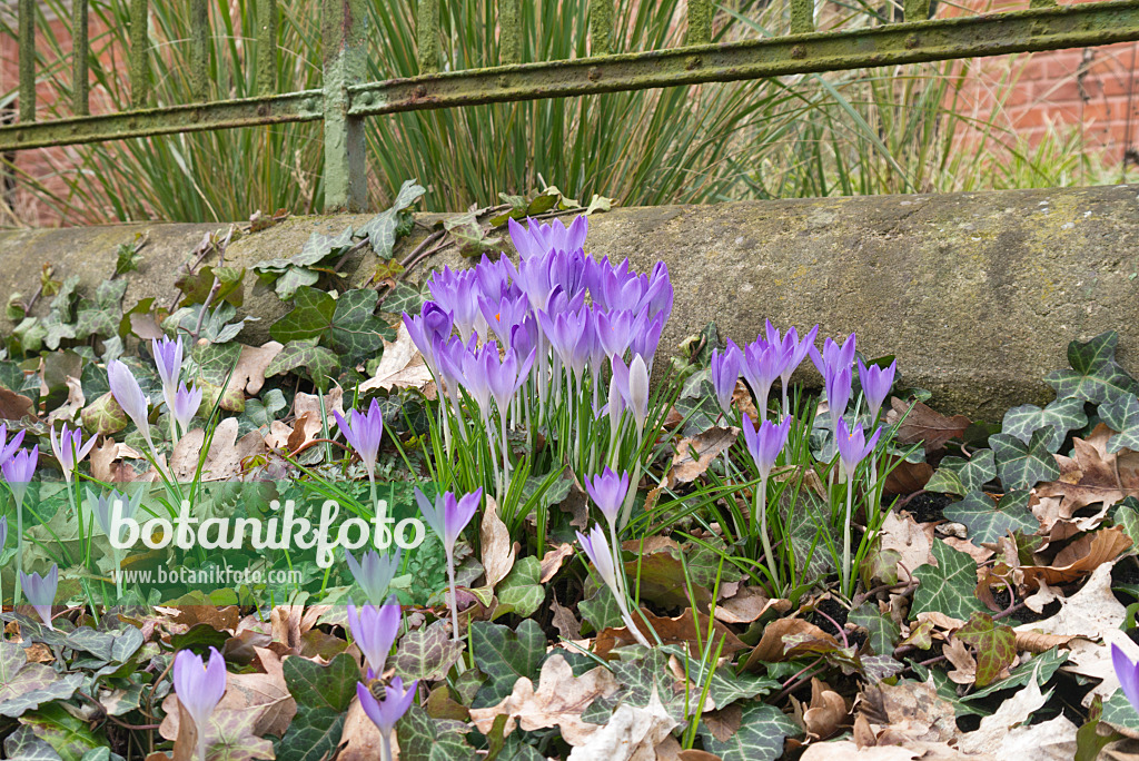 566085 - Early crocus (Crocus tommasinianus)