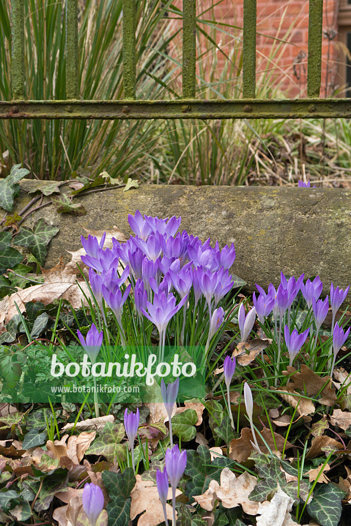 566088 - Early crocus (Crocus tommasinianus)