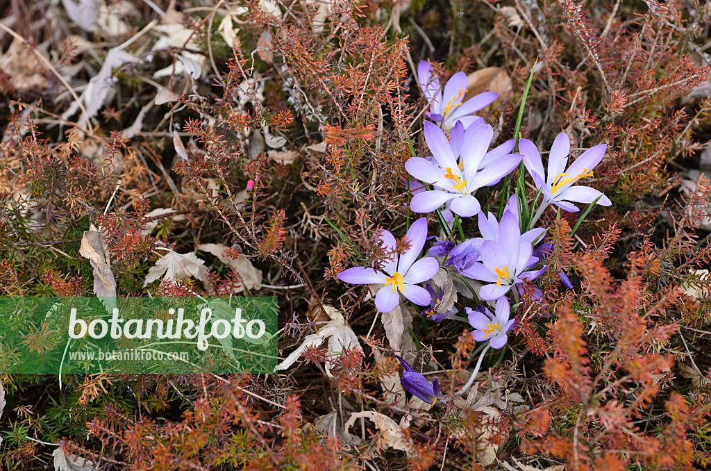 494137 - Early crocus (Crocus tommasinianus) and heather (Erica)