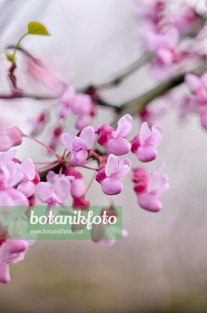 520090 - Easter redbud (Cercis canadensis)