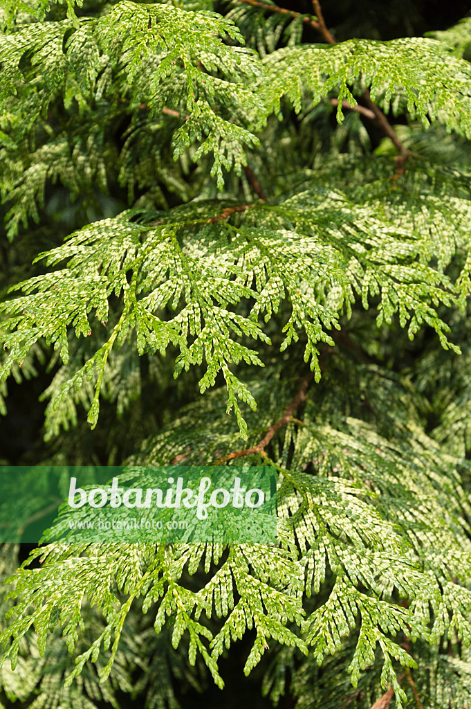 511256 - Eastern arborvitae (Thuja occidentalis 'Aurescens')