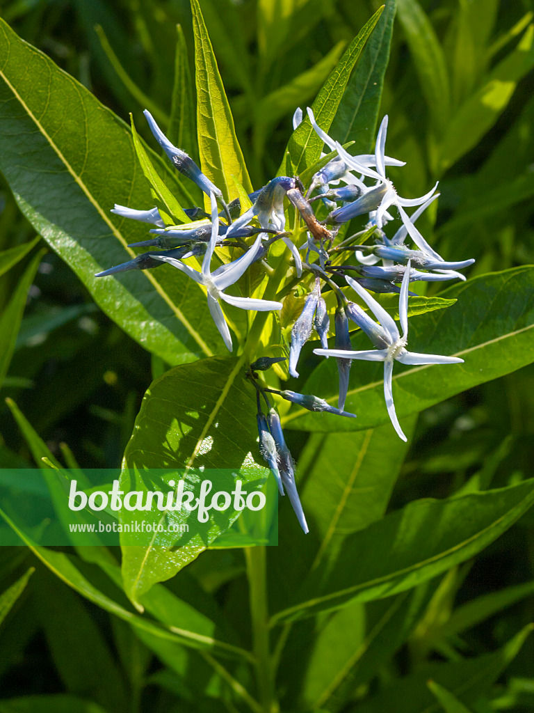 414183 - Eastern blue star (Amsonia tabernaemontana)