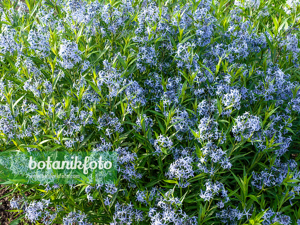 460160 - Eastern blue star (Amsonia tabernaemontana)