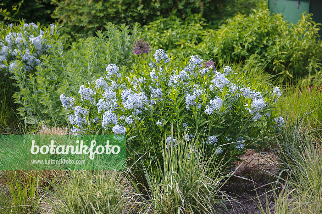 535383 - Eastern blue star (Amsonia tabernaemontana)