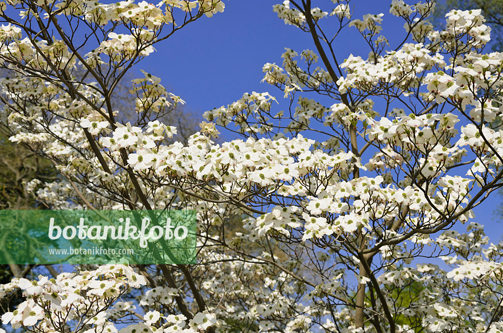 543065 - Eastern flowering dogwood (Cornus florida)