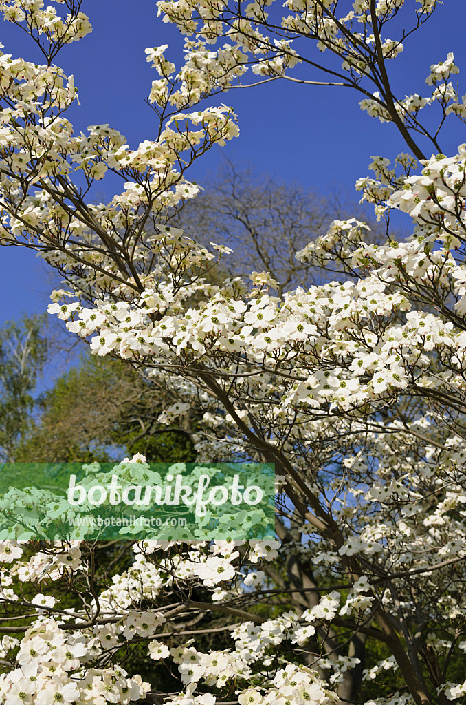 543066 - Eastern flowering dogwood (Cornus florida)