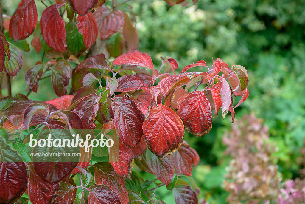 575070 - Eastern flowering dogwood (Cornus florida)