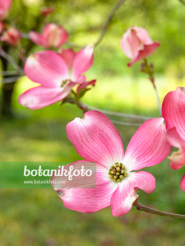 448043 - Eastern flowering dogwood (Cornus florida 'Rubra')