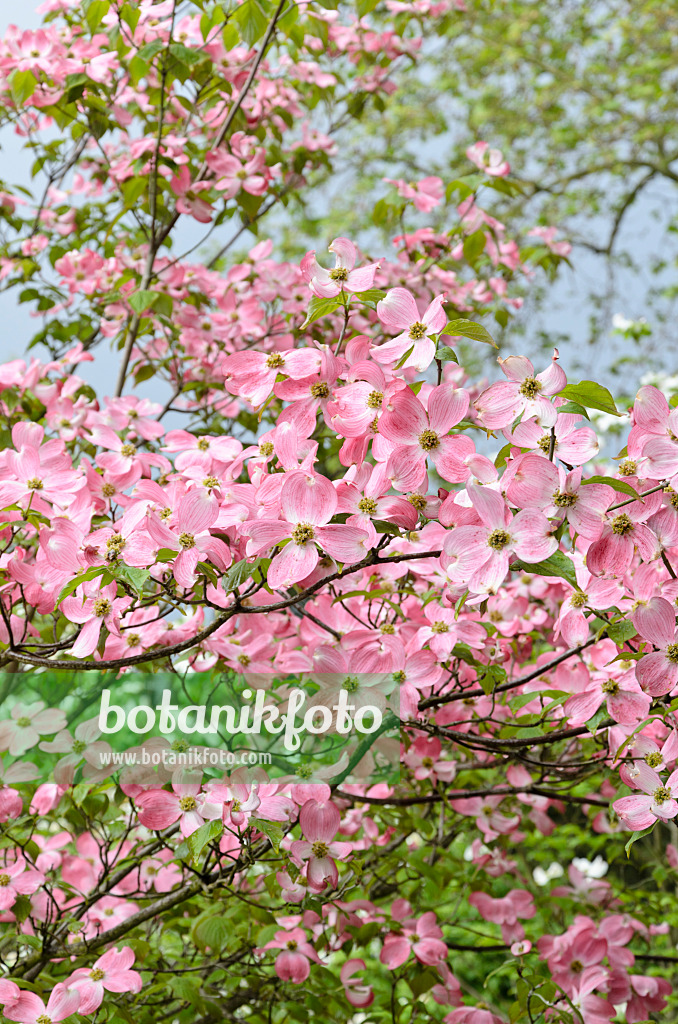 508097 - Eastern flowering dogwood (Cornus florida 'Rubra')