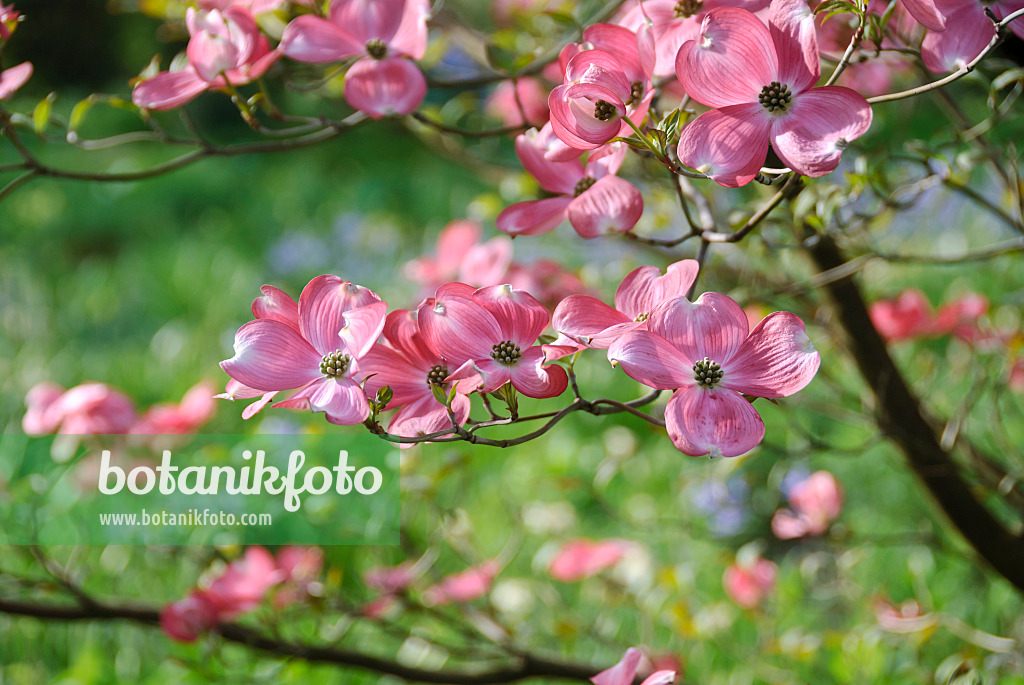 517159 - Eastern flowering dogwood (Cornus florida 'Rubra')