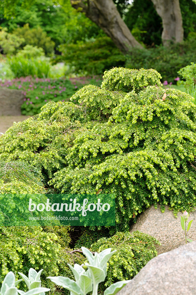 484249 - Eastern hemlock (Tsuga canadensis 'Nana')