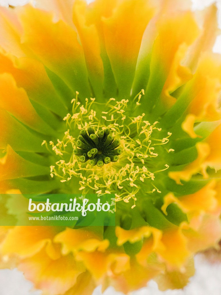 425016 - Echinocereus 425016 - Echinocereus