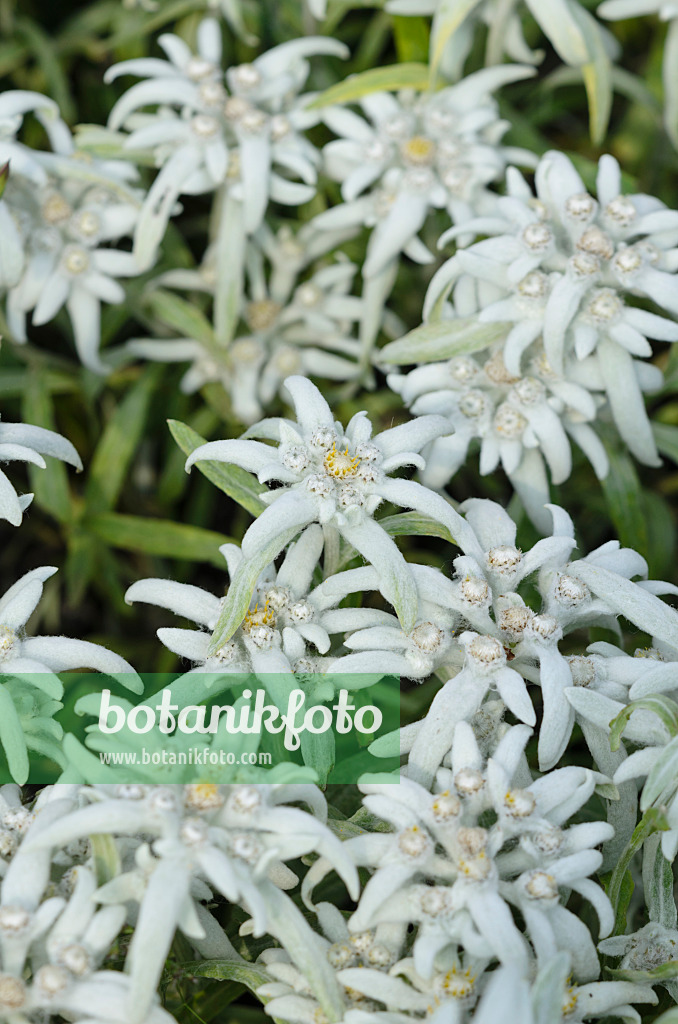 533616 - Edelweiss (Leontopodium palibianum)