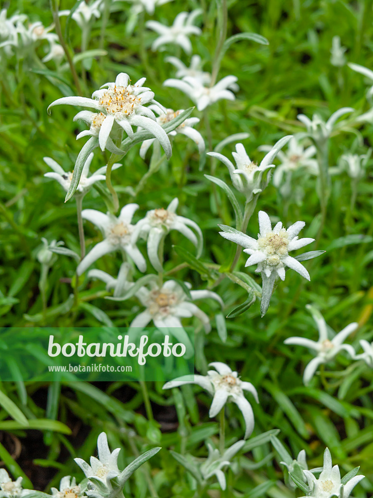 427004 - Edelweiss (Leontopodium souliei)