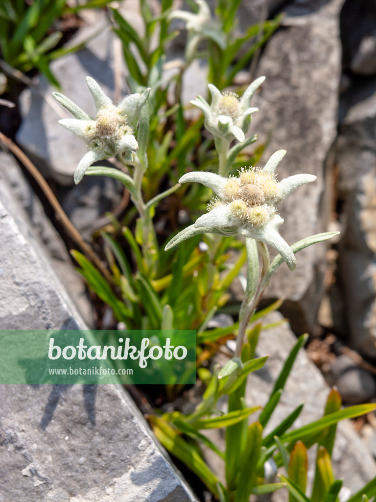 439182 - Edelweiss (Leontopodium stoechas)