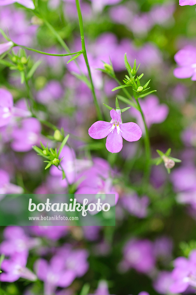 485041 - Edging lobelia (Lobelia erinus 'Laguna Heavenly Lilac')