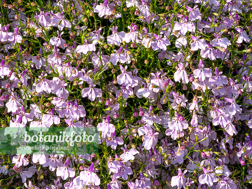 426122 - Edging lobelia (Lobelia erinus 'Laguna Mounding Lavender')