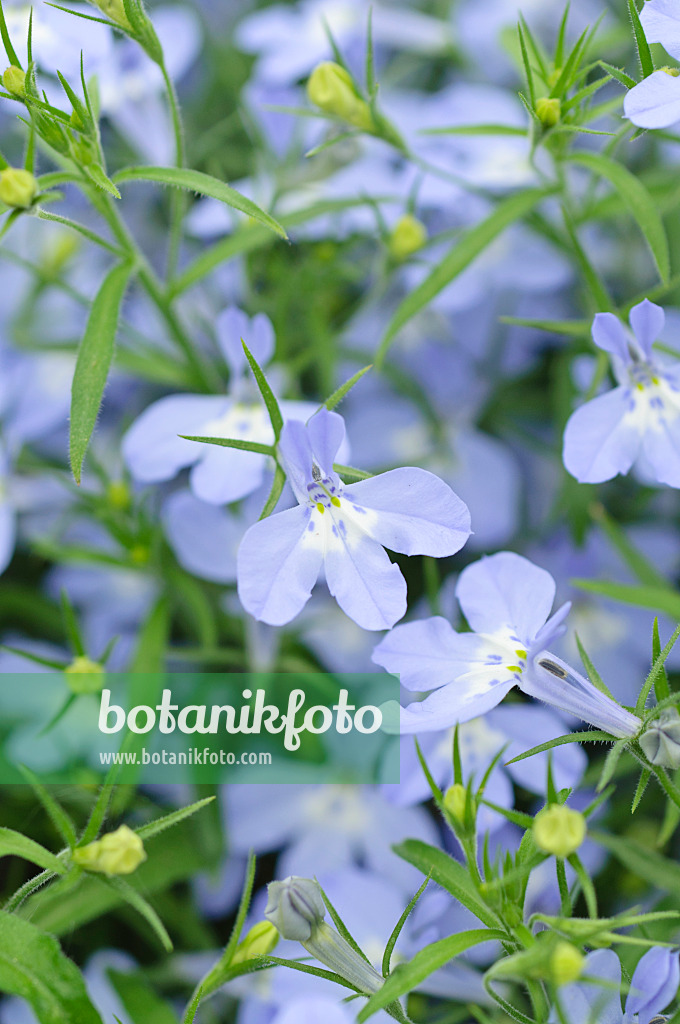 485028 - Edging lobelia (Lobelia erinus 'Laura Sky Blue')