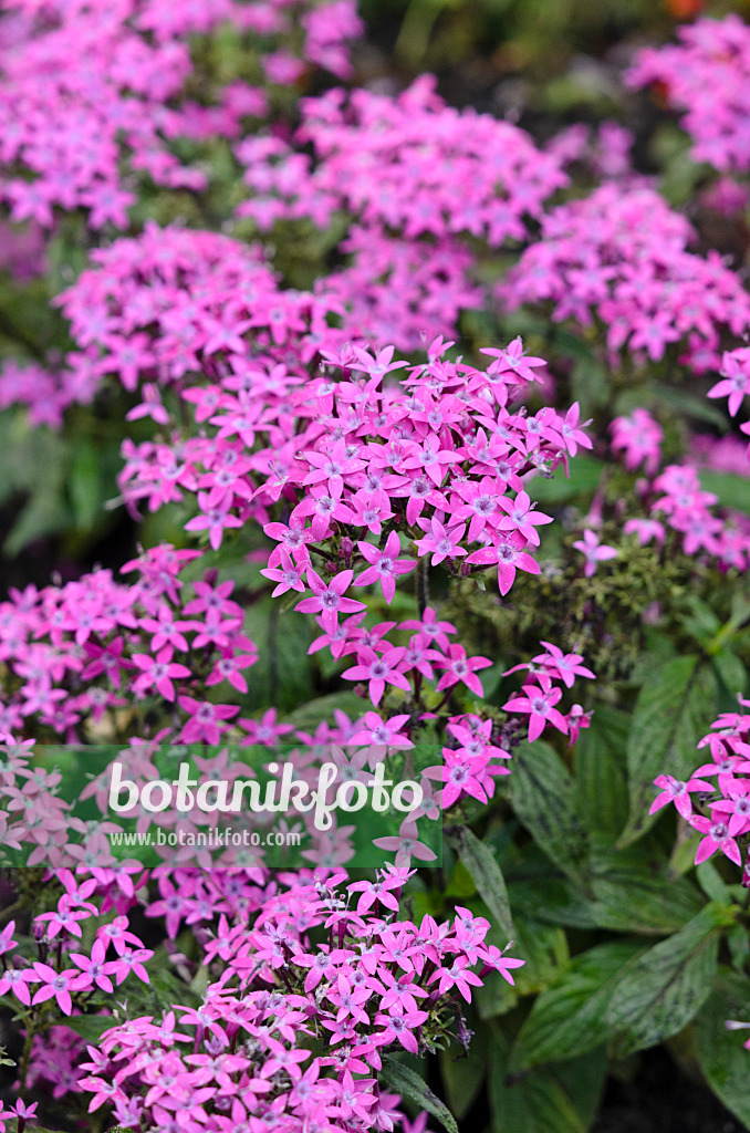 523025 - Egyptian star cluster (Pentas lanceolata 'Graffiti Violet')