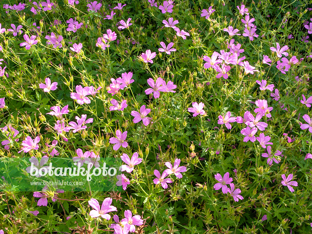 427056 - Endres cranesbill (Geranium endressii)