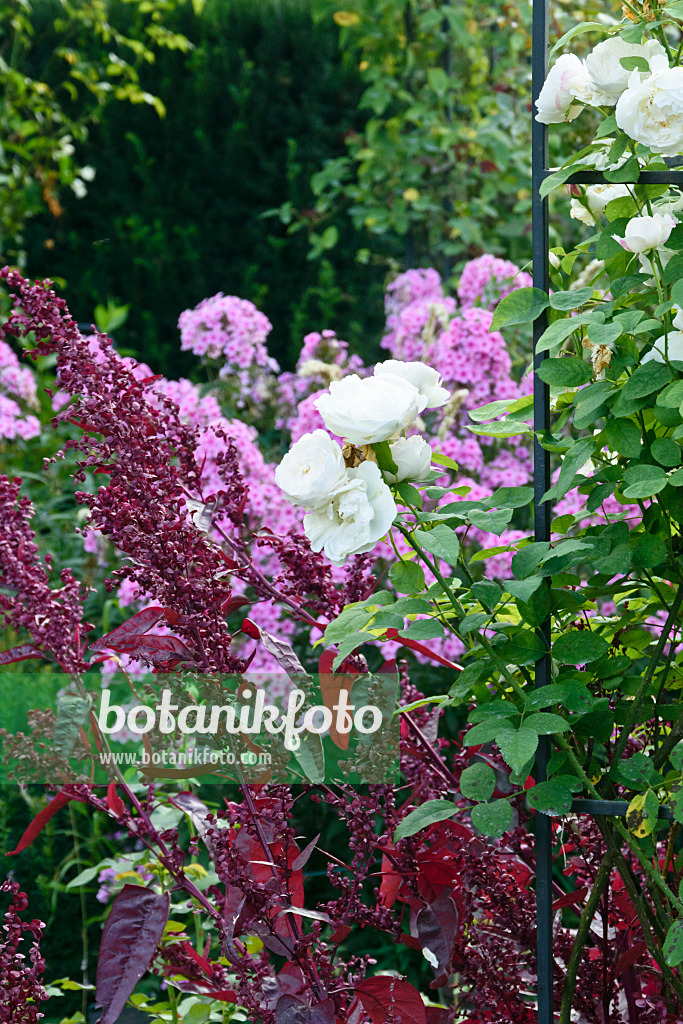 559087 - English rose (Rosa Winchester Cathedral) and red garden orache (Atriplex hortensis var. rubra)