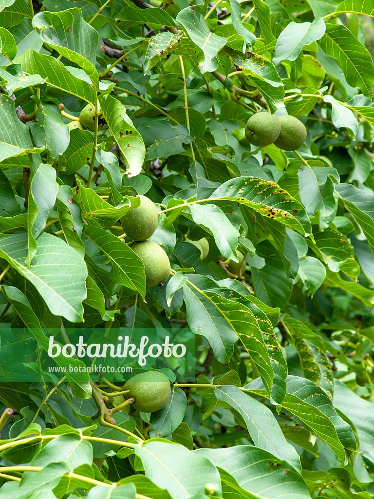 463050 - English walnut (Juglans regia)