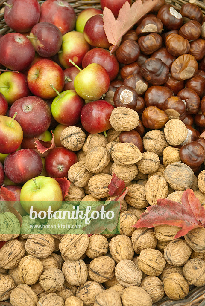 517298 - English walnuts (Juglans regia), orchard apples (Malus x domestica) and common horse chestnuts (Aesculus hippocastanum)