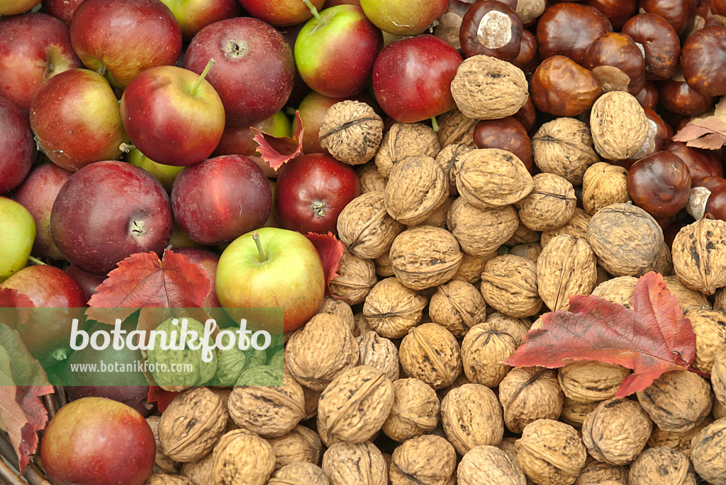 517299 - English walnuts (Juglans regia), orchard apples (Malus x domestica) and common horse chestnuts (Aesculus hippocastanum)