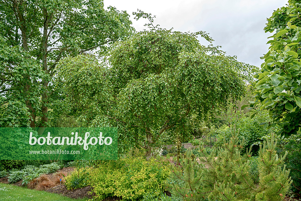 547082 - Erman's birch (Betula ermanii 'Weeping')