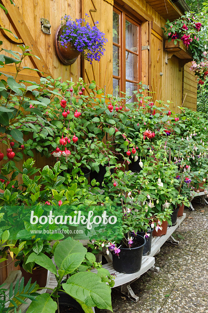 473200 - Etagere with fuchsias besides a garden house