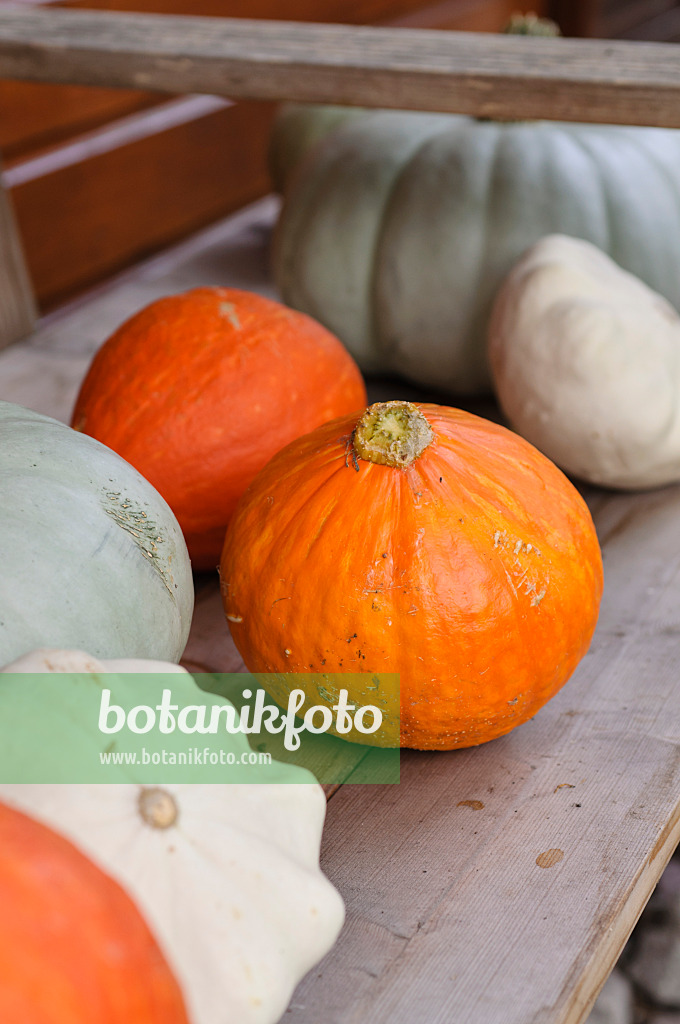 488096 - Etagere with pumpkins