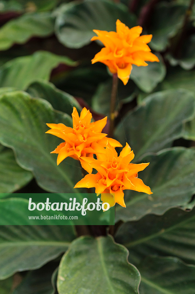 484096 - Eternal flame (Calathea crocata)