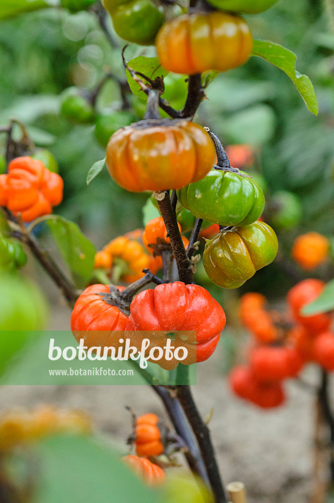 477079 - Ethiopian eggplant (Solanum aethiopicum)