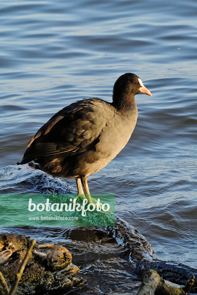 523282 - Eurasian coot (Fulica atra)