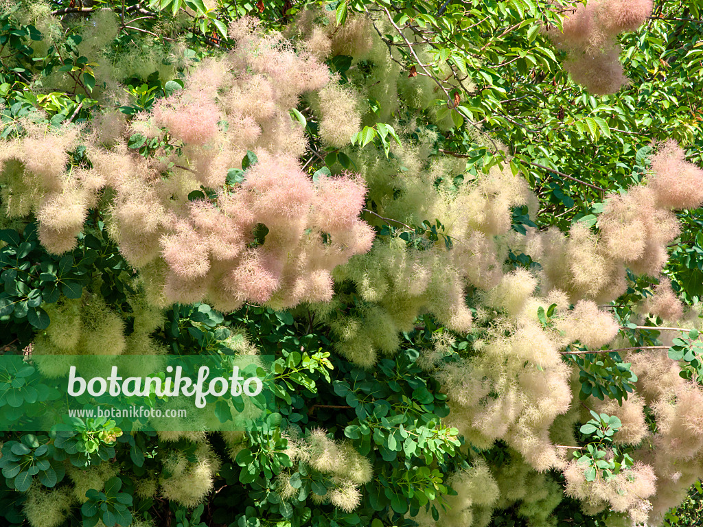 439265 - Eurasian smoke tree (Cotinus coggygria)