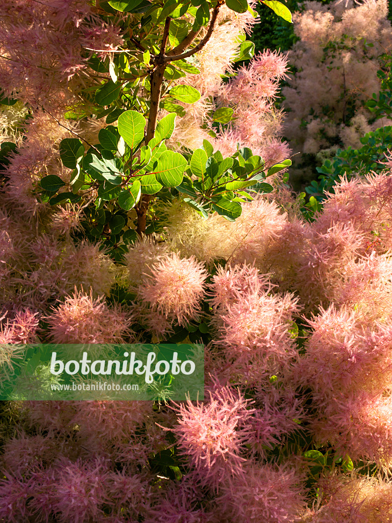 461147 - Eurasian smoke tree (Cotinus coggygria)