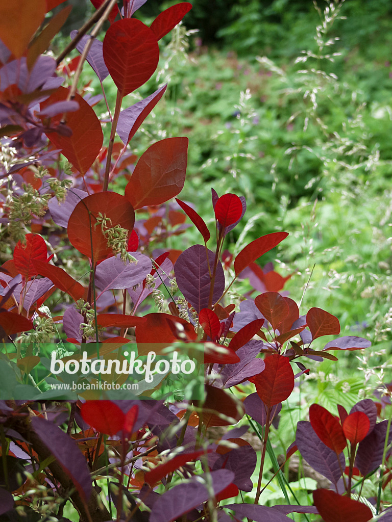 454020 - Eurasian smoke tree (Cotinus coggygria 'Royal Purple')