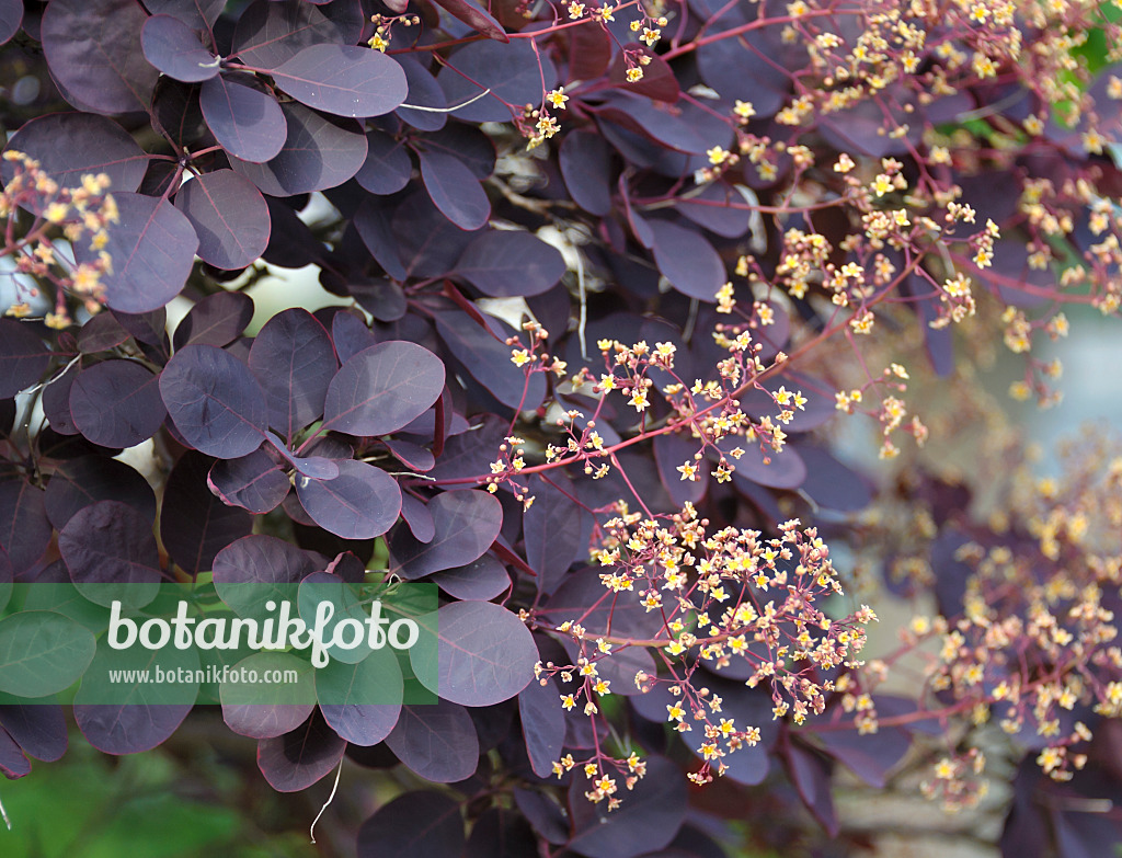 517168 - Eurasian smoke tree (Cotinus coggygria 'Royal Purple')