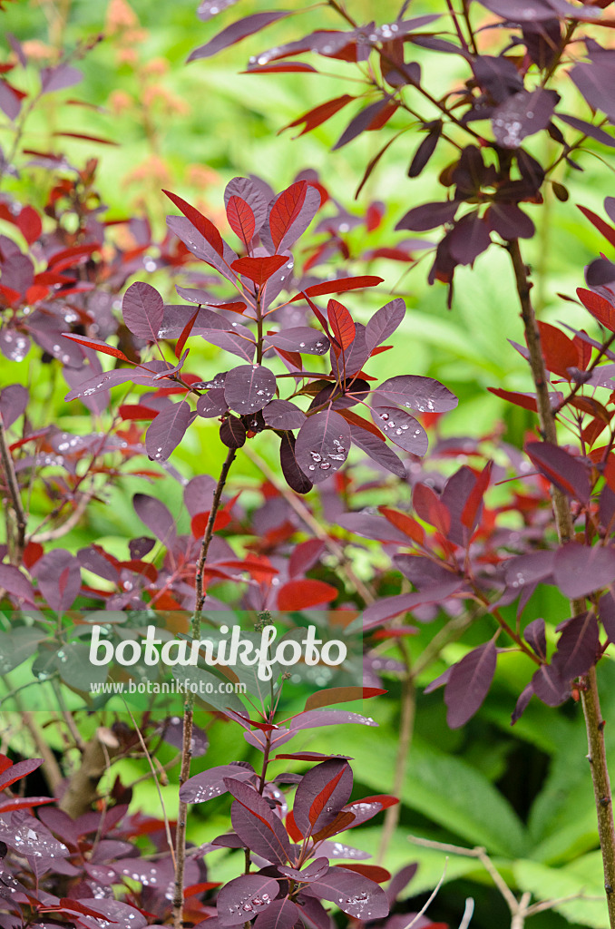 520416 - Eurasian smoke tree (Cotinus coggygria 'Royal Purple')