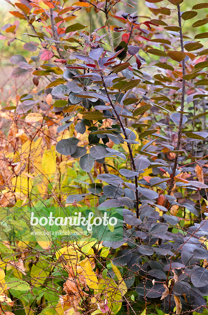 525270 - Eurasian smoke tree (Cotinus coggygria 'Royal Purple')