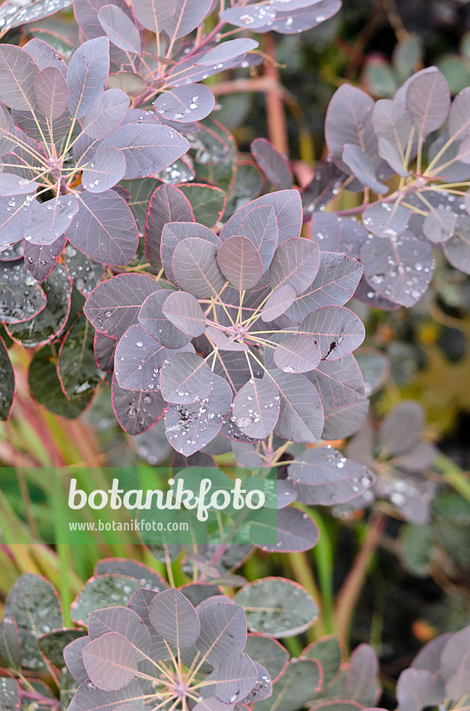 547323 - Eurasian smoke tree (Cotinus coggygria 'Royal Purple')