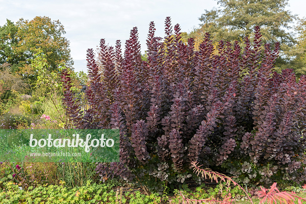 625178 - Eurasian smoke tree (Cotinus coggygria 'Royal Purple')