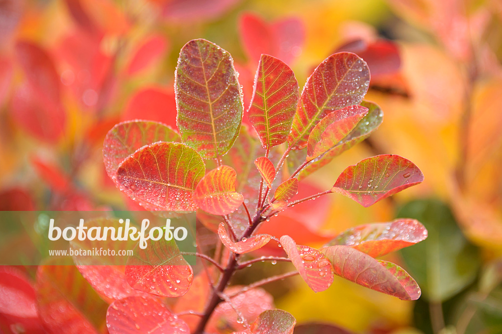 535269 - Eurasian smoke tree (Cotinus coggygria 'Young Lady')